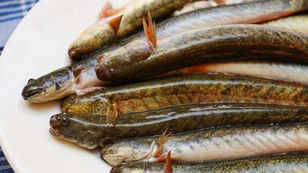 Cá kèo tươi sống tại Hà Nội