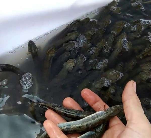 Top 5 địa chỉ bán cá kèo tươi sống tại Hà Nội