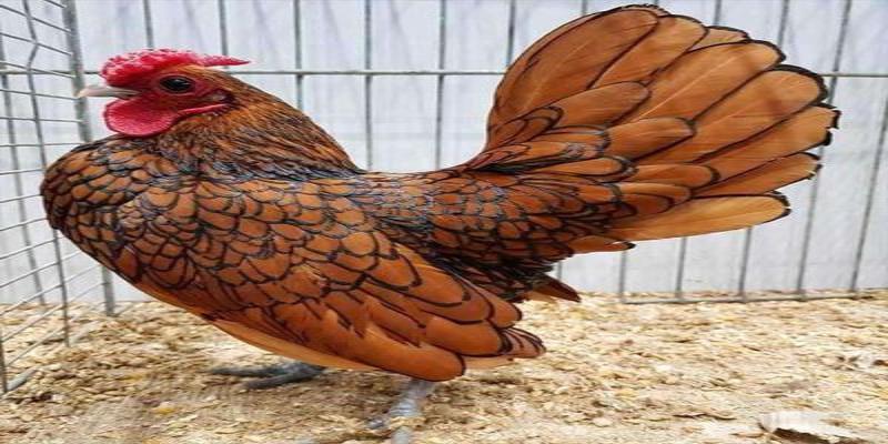 Cận cảnh họa tiết lông hình vảy cá độc đáo trên thân gà Sebright