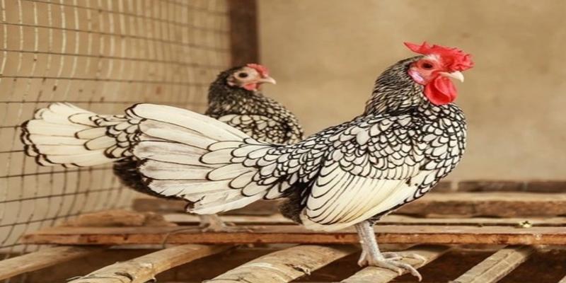 Màu lông trắng bạc và vàng đồng đặc trưng của giống gà Đại Cát