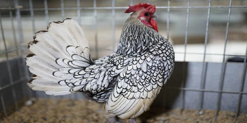 Nguồn gốc và lịch sử hình thành giống gà vảy cá Sebright từ Anh Quốc