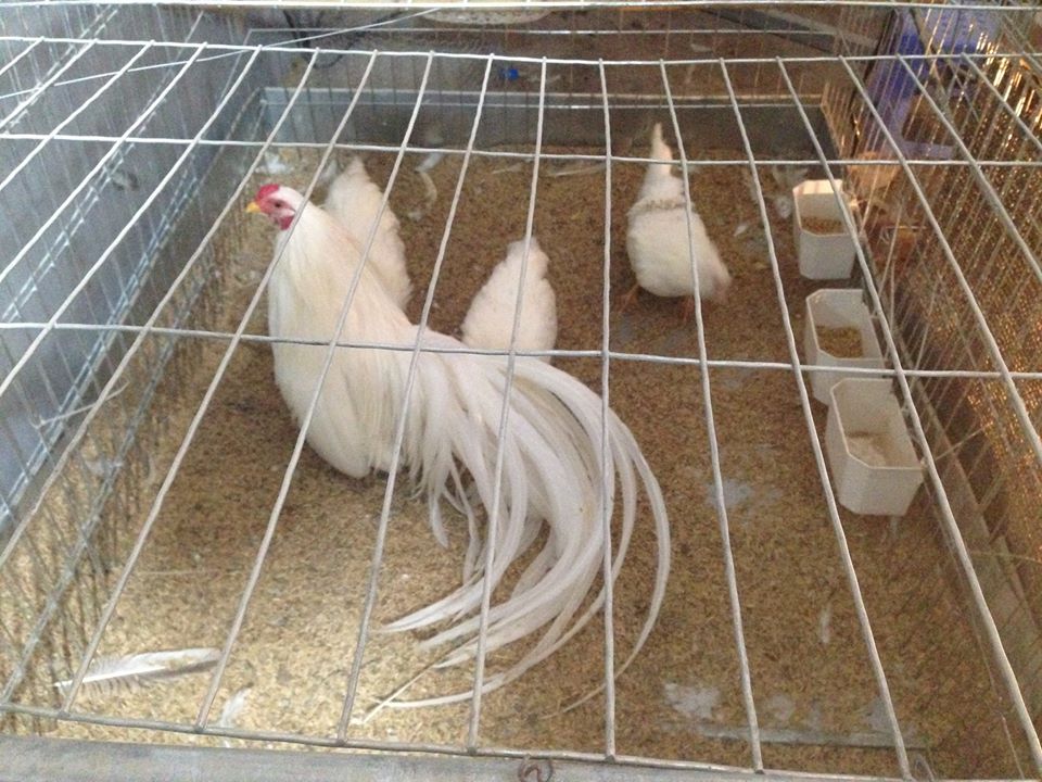 Kỹ Thuật Chăm Sóc Gà Cảnh Khỏe Đẹp, Ít Bệnh Hiệu Quả