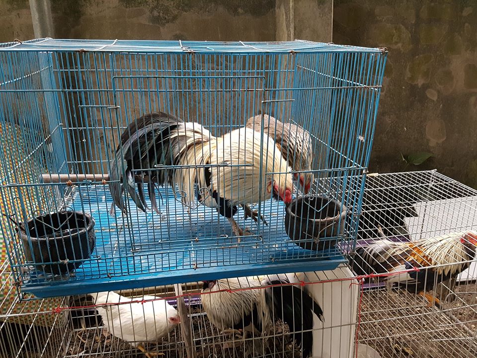 Kỹ Thuật Chăm Sóc Gà Cảnh Khỏe Đẹp, Ít Bệnh Hiệu Quả