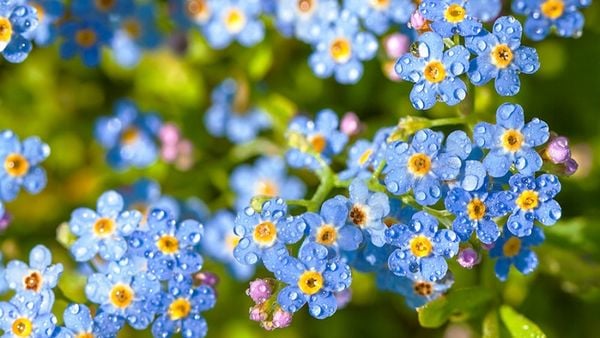 Chăm sóc hoa lưu ly