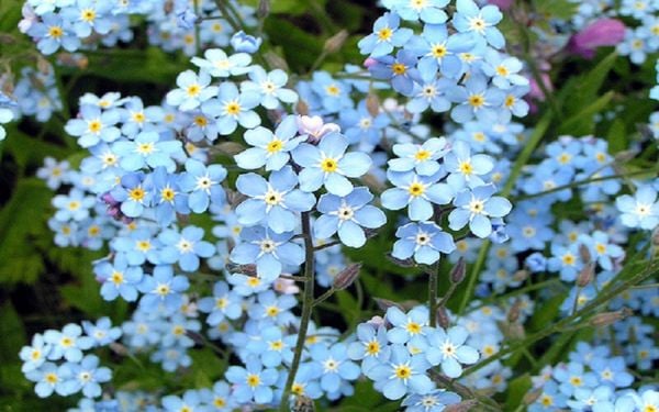 Hoa Lưu Ly Forget Me Not